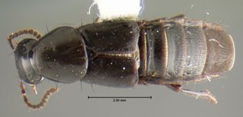 Media type: image;   Entomology 32393 Aspect: habitus dorsal view